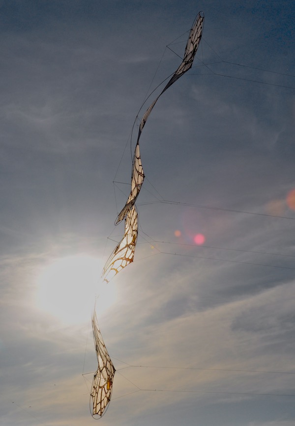 Two LaceWing Flames - quadline kites by windfire designs - flown by Anke Sauer and Ruth Whiting in San Vito Sicily